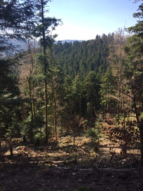 La forêt de Wegscheid de 148 hectares dans le Haut-Rhin, achetée en 2020, fait partie du parc forestier de 1 150 hectares détenus et gérés par FREY au travers de son groupement forestier FoREY®.